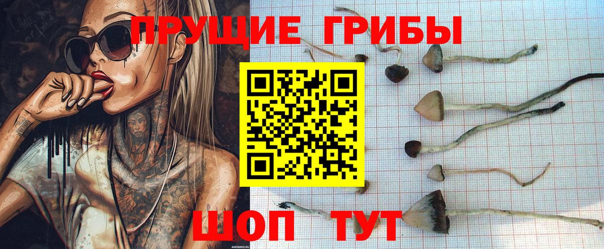 Галлюциногенные грибы Psilocybine cubensis Алейск
